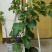 盆栽葡萄50~80cm