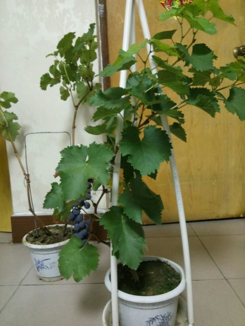 盆栽葡萄50~80cm