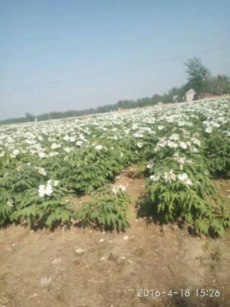 牡丹油用牡丹三年苗