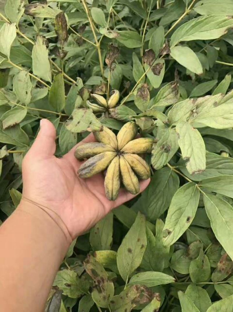 牡丹油用牡丹三年苗