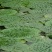 苏芡散装