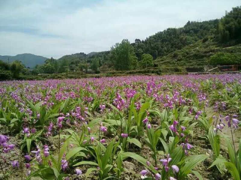 全网低价白芨货源充足随时畅聊供应