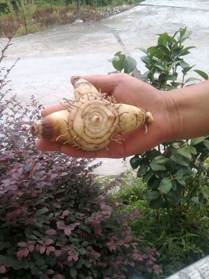 全网低价白芨货源充足随时畅聊供应