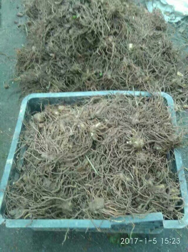 全网低价白芨货源充足随时畅聊供应
