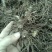 全网低价白芨货源充足随时畅聊供应