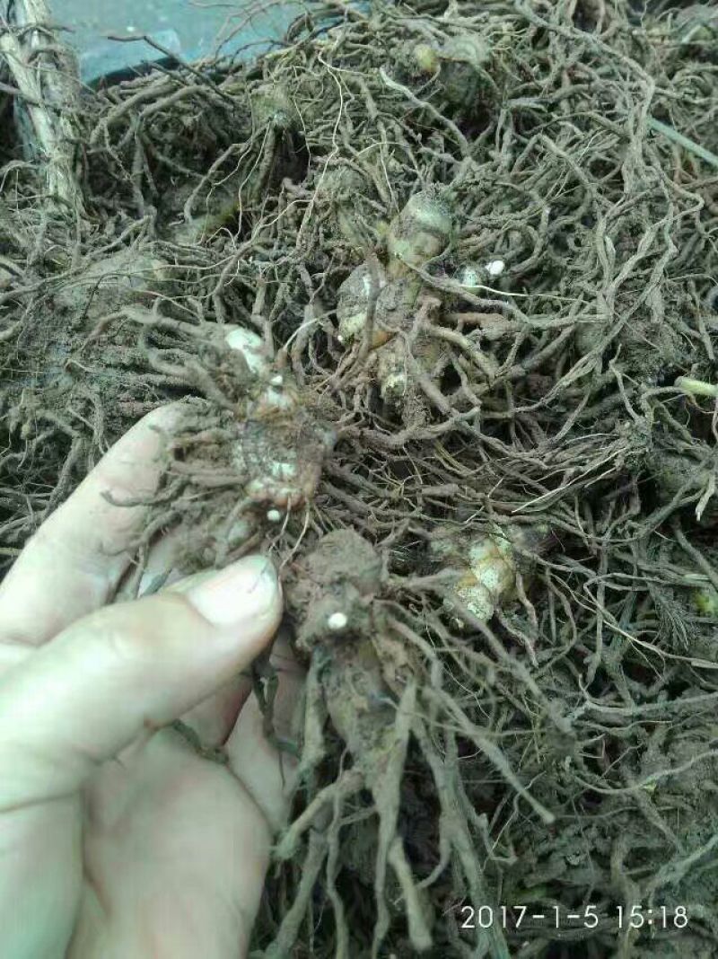 全网低价白芨货源充足随时畅聊供应