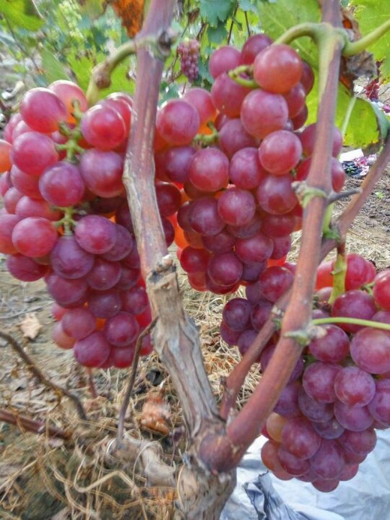 巨峰葡萄5%以下1~2斤