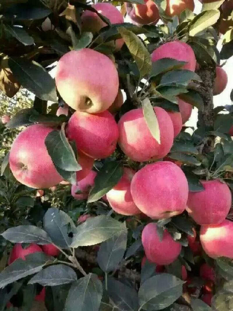 新红星苹果红将军苹果，福利精品，新鲜上市，欢迎选购
