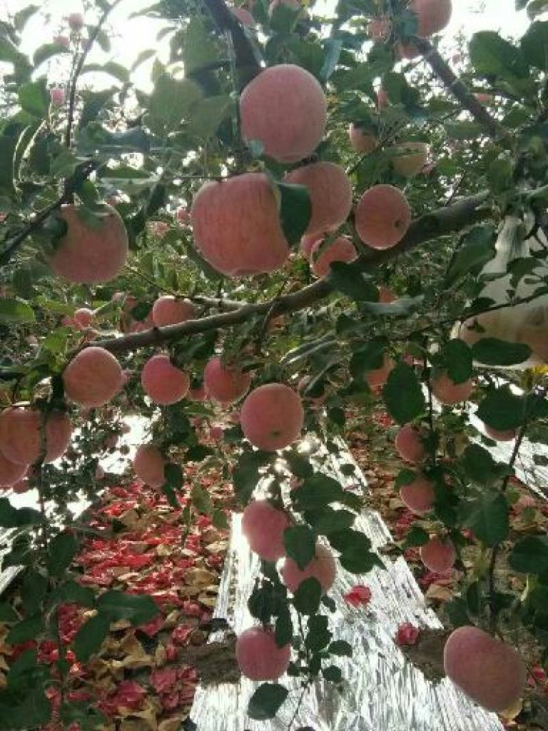 新红星苹果红将军苹果，福利精品，新鲜上市，欢迎选购
