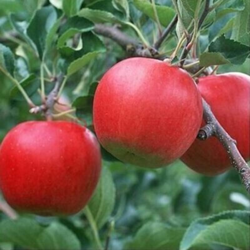 红将军苹果新红星苹果，中秋福利佳品，价格低，品质优