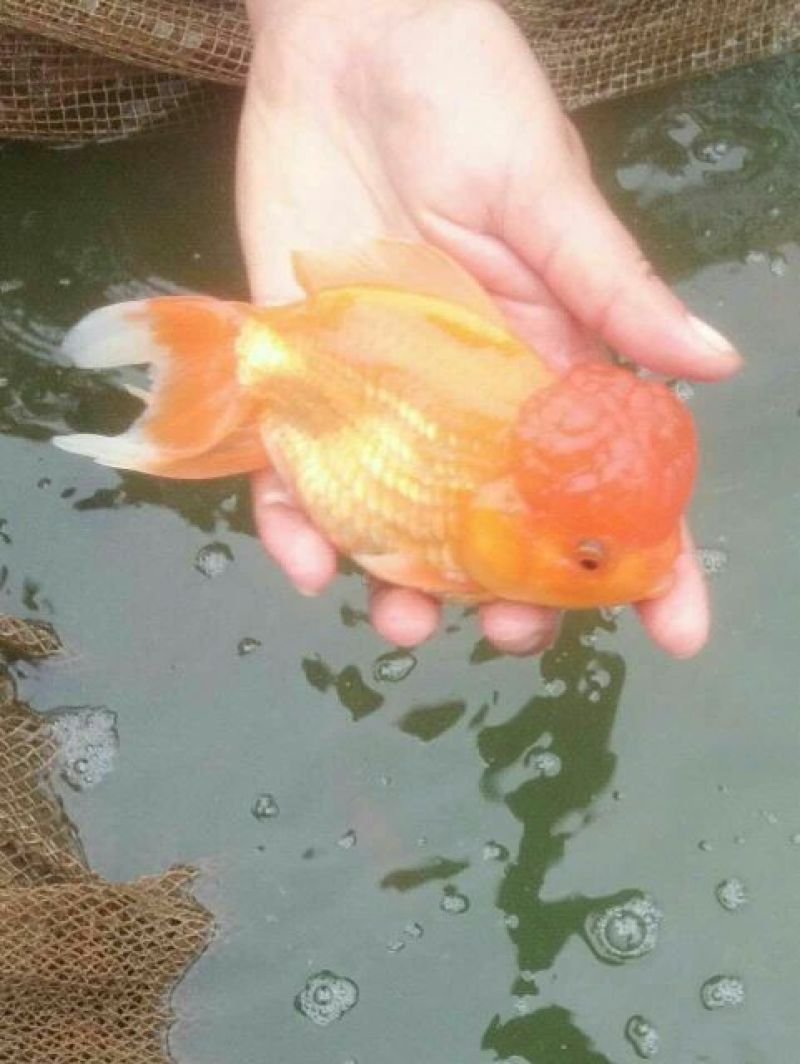 锦鲤5cm以上