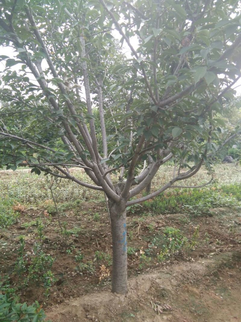 早樱樱花8~10cm