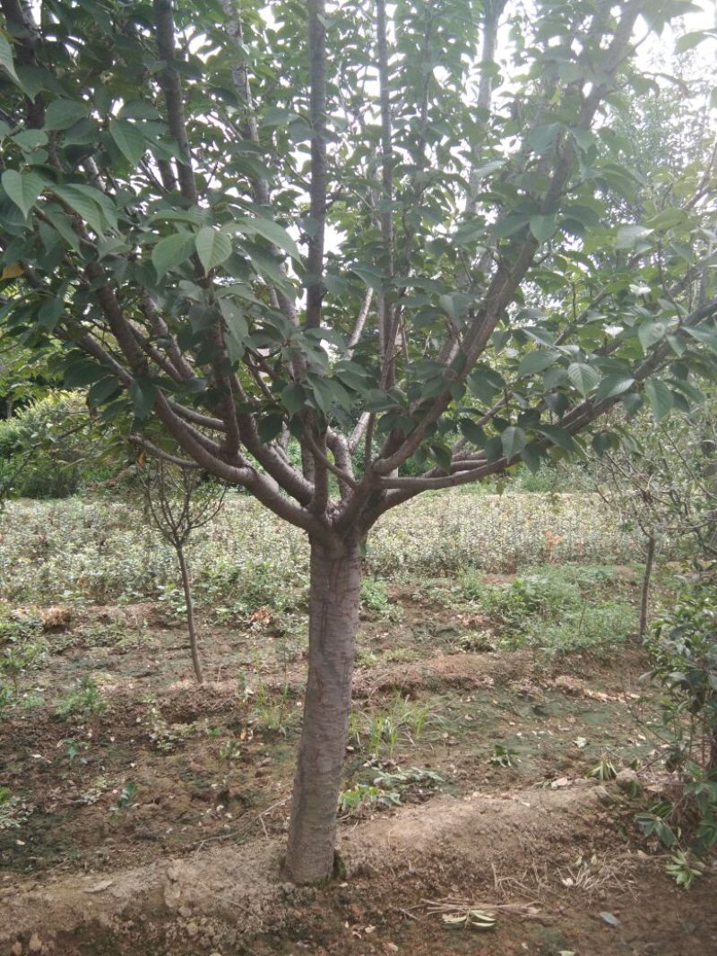 早樱樱花8~10cm
