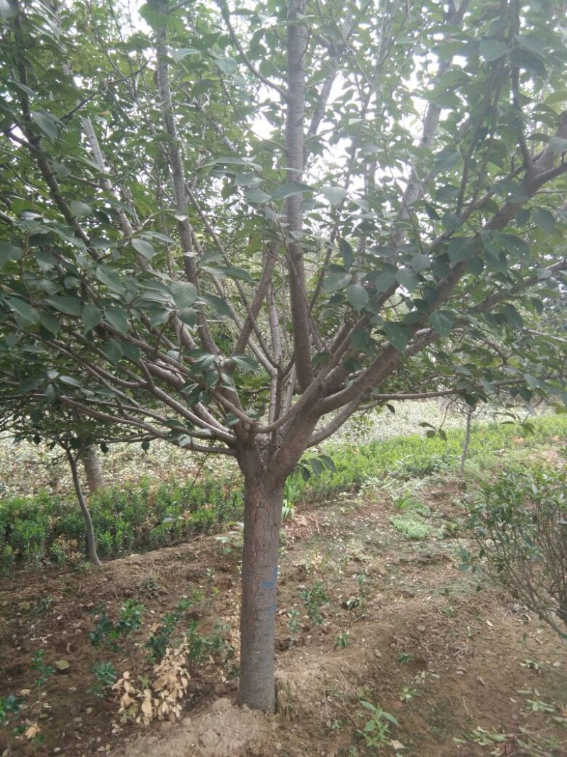 早樱樱花8~10cm