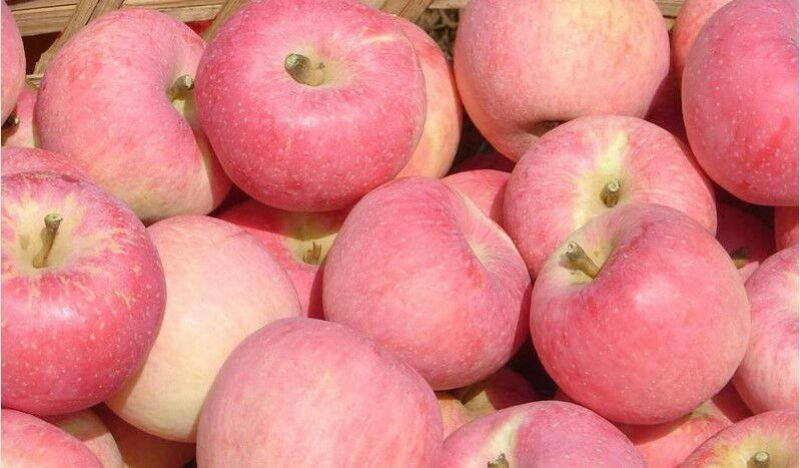 苹果货源充足供应