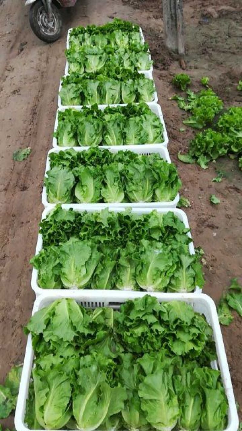 河南内黄县生菜意大利生菜常年有货可供应电商平台，实体店