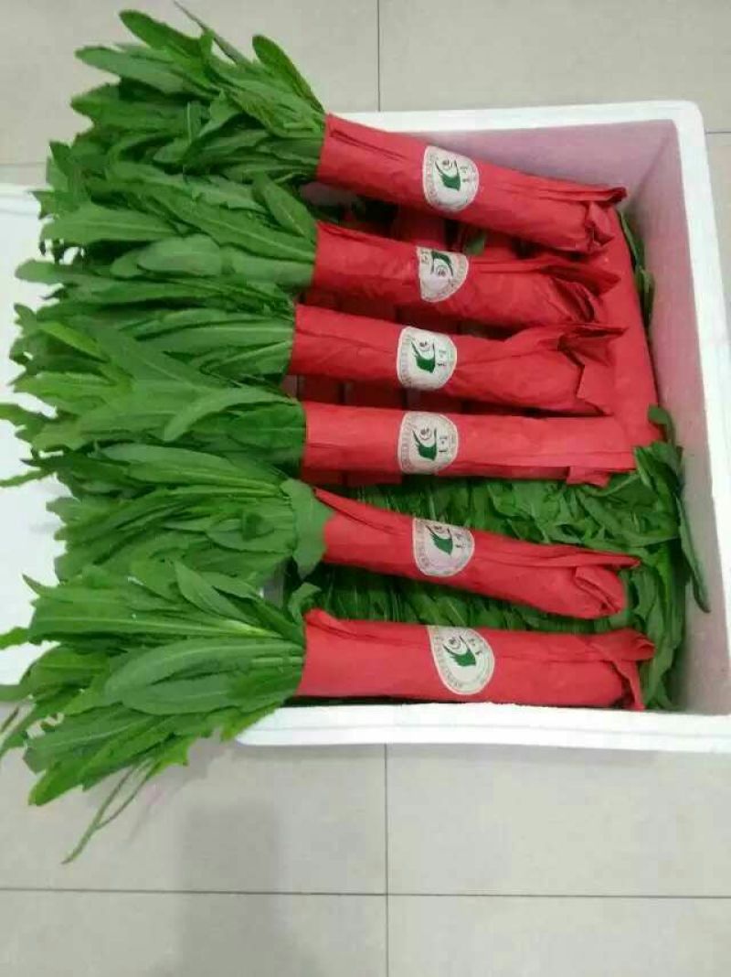 苦苣菜5~8厘米