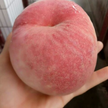 美脆桃
