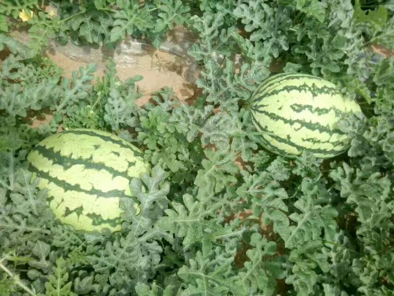 金城5号西瓜8斤打底9成熟1茬