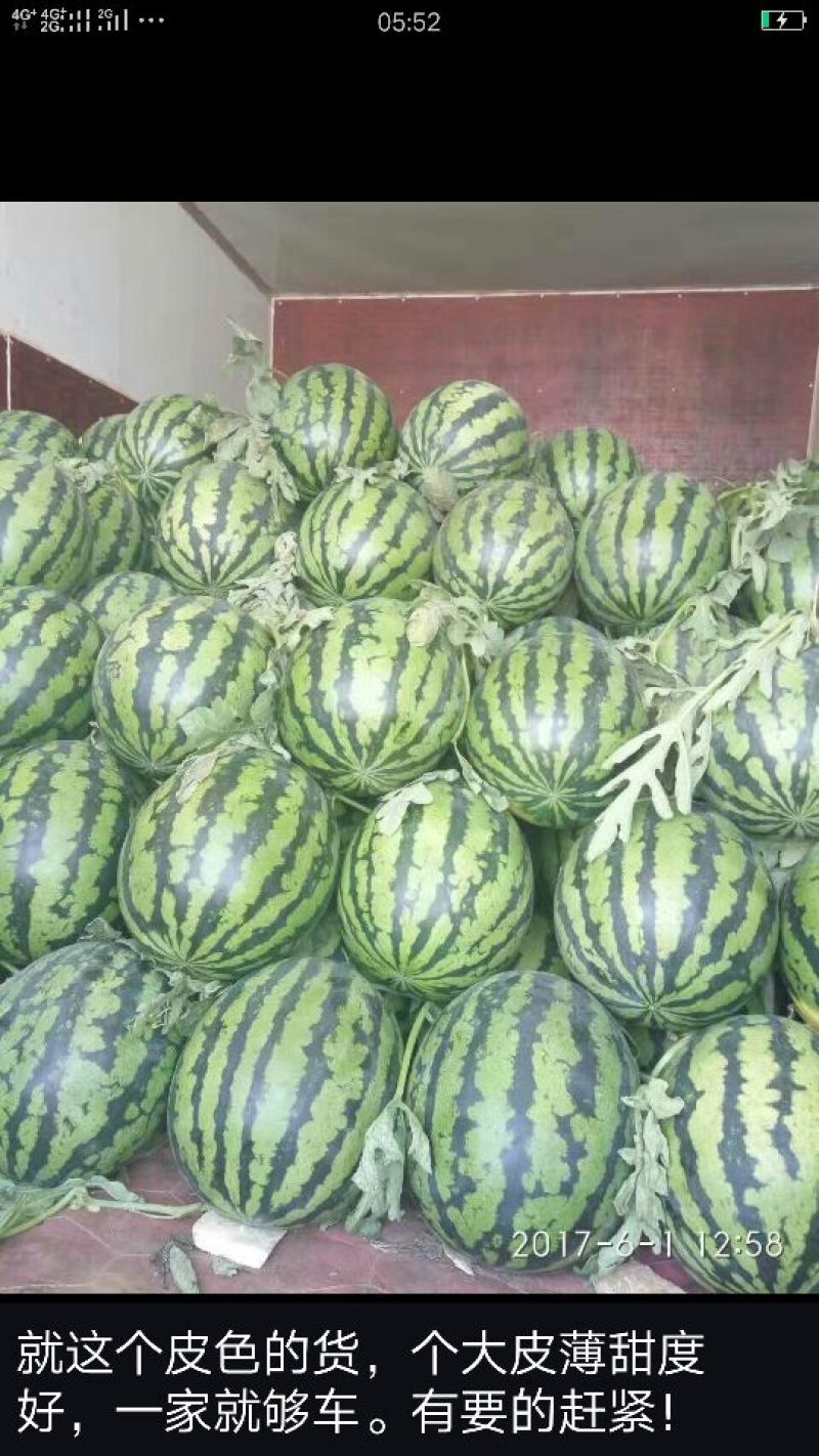 金城5号西瓜8斤打底9成熟1茬