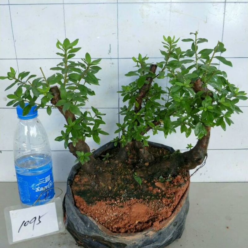 映山红15~20cm