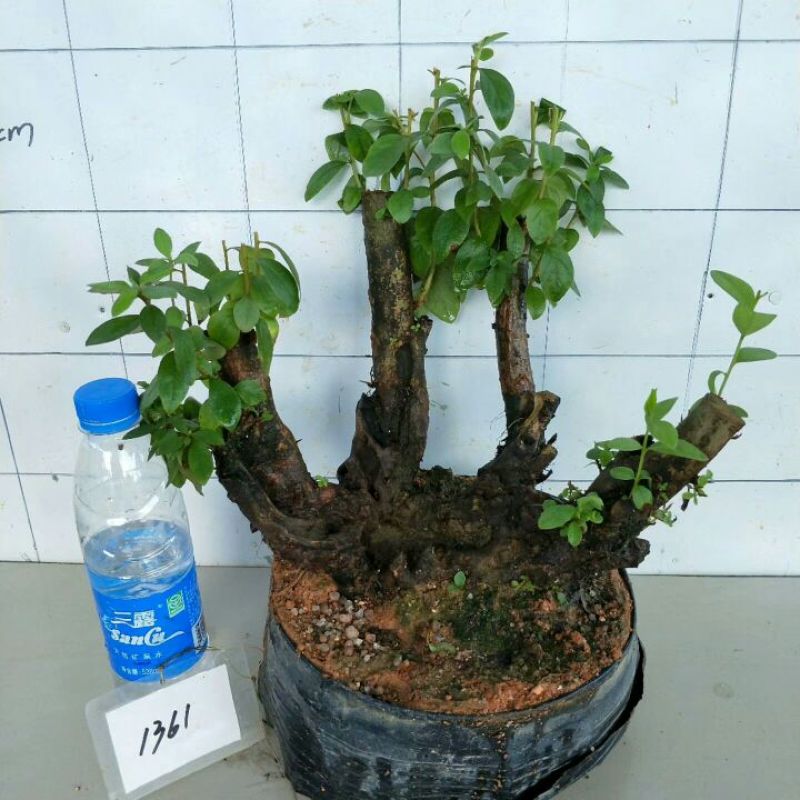 映山红15~20cm
