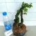 映山红15~20cm