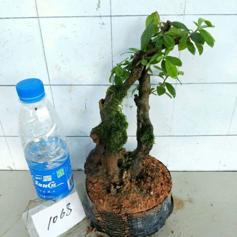 映山红15~20cm