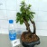 映山红15~20cm