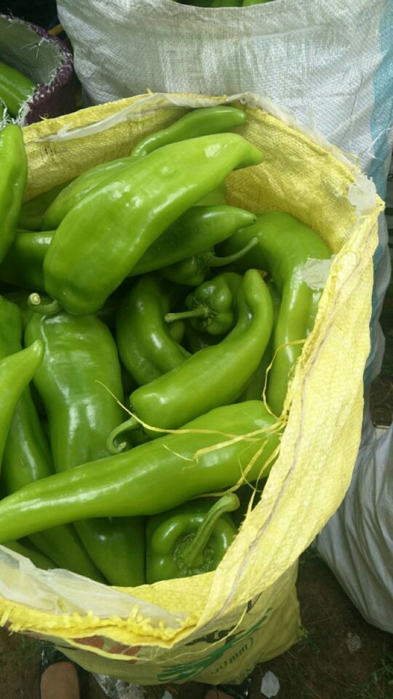 牛角椒15~20厘米青微辣