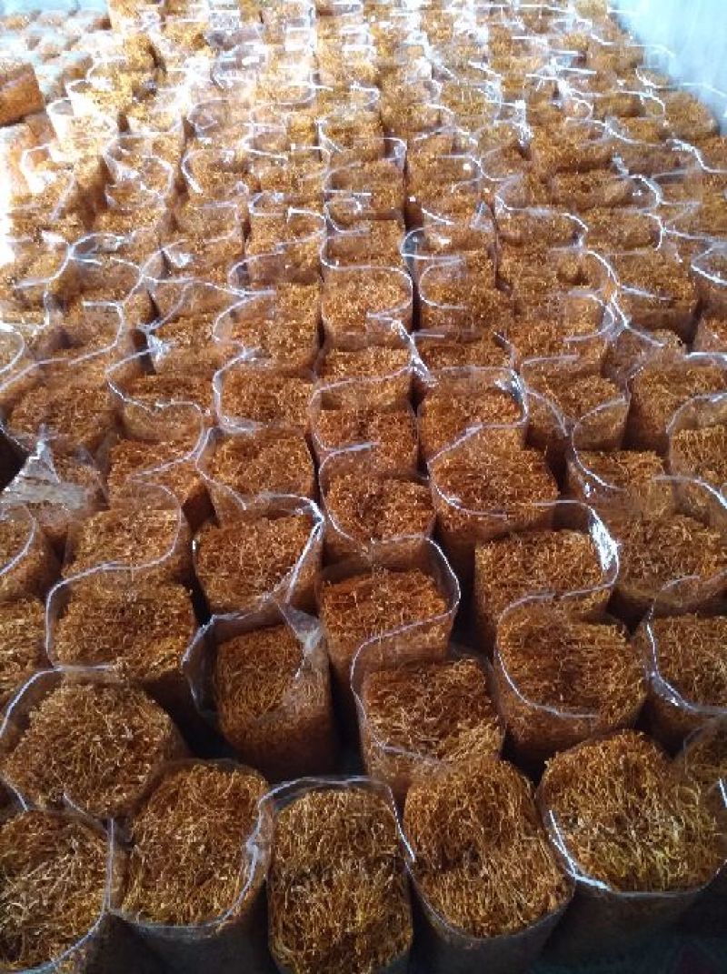 产地虫草花批发，内蒙古一手货源，质量保证，价格合理