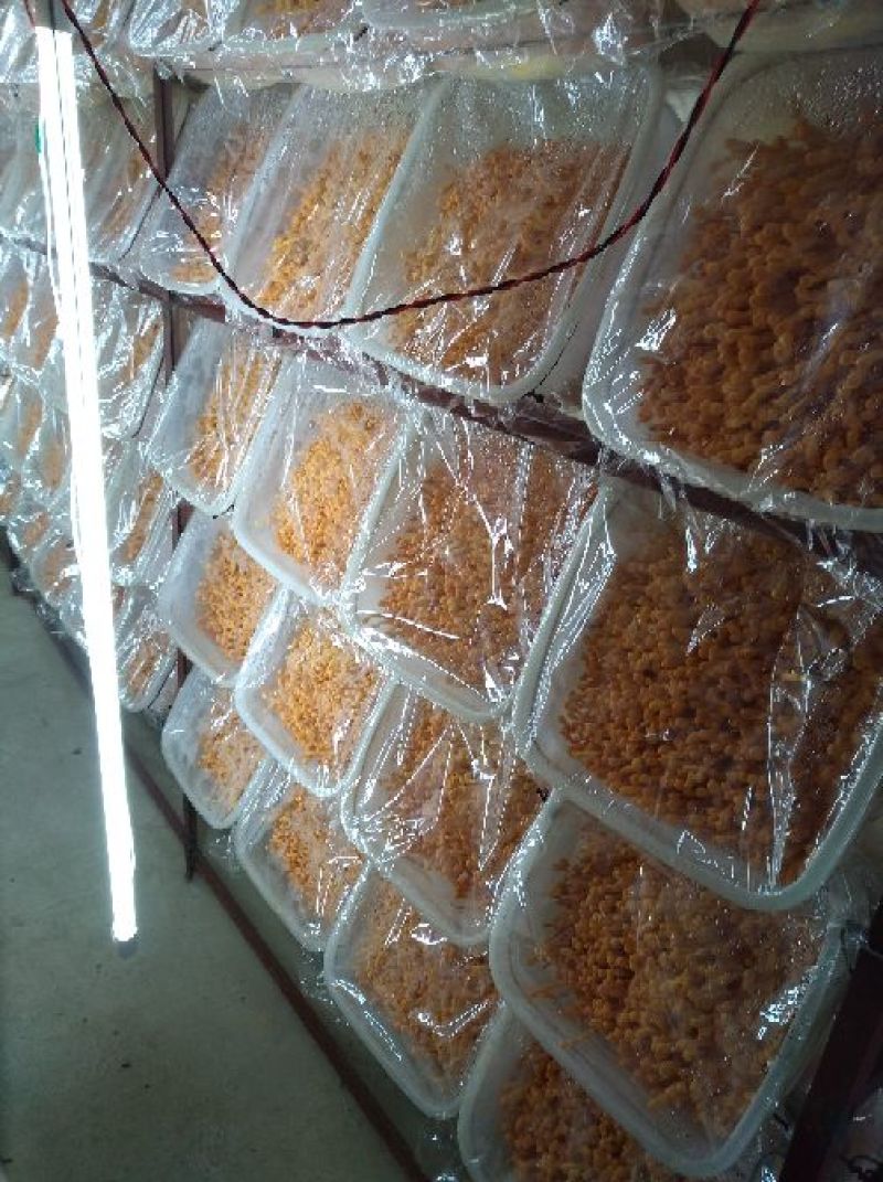 产地虫草花批发，内蒙古一手货源，质量保证，价格合理