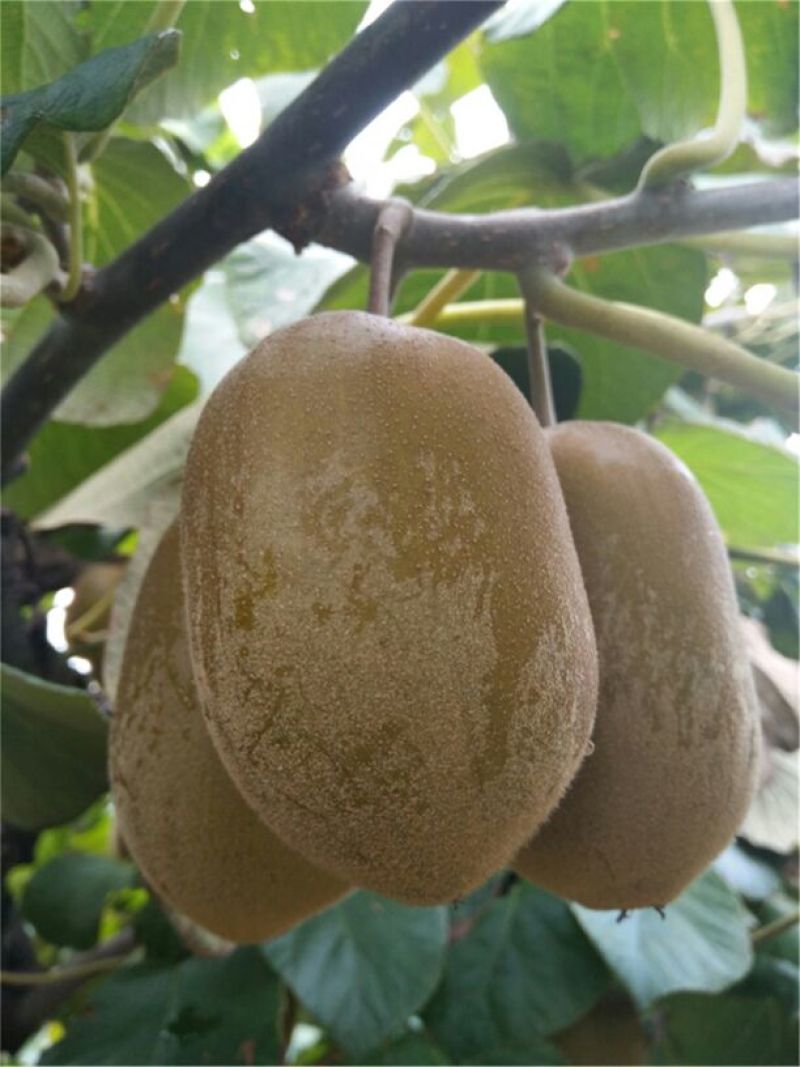 猕猴桃苗黄芯猕猴桃1-3年苗直径0.5-2厘米