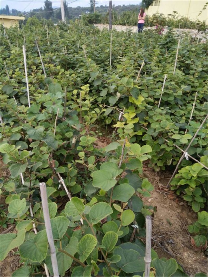 猕猴桃苗黄芯猕猴桃1-3年苗直径0.5-2厘米
