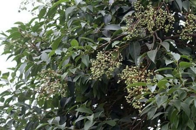 大叶女贞6~8cm