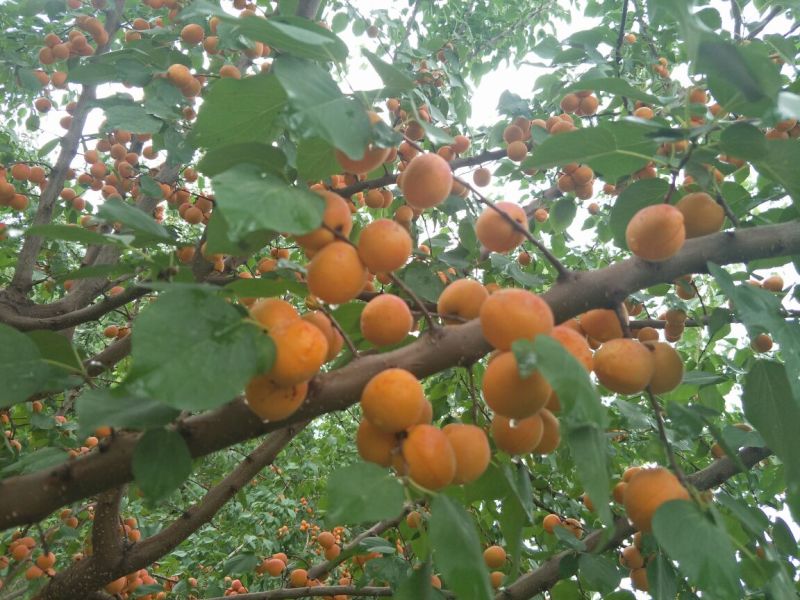 杏干