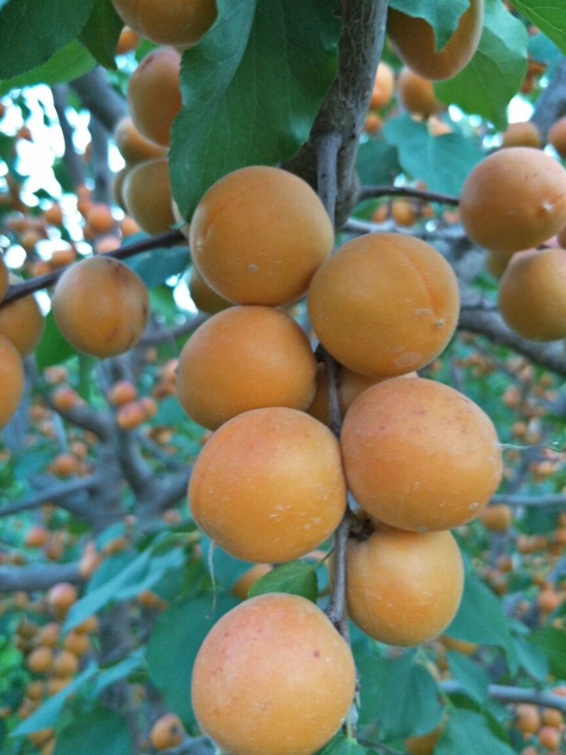 杏干