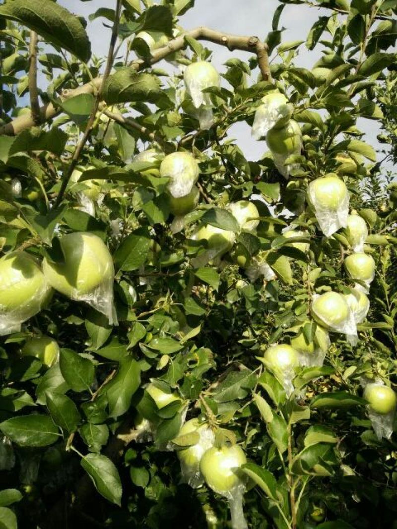 金帅苹果黄元帅苹果美八苹果大量批发当天采摘