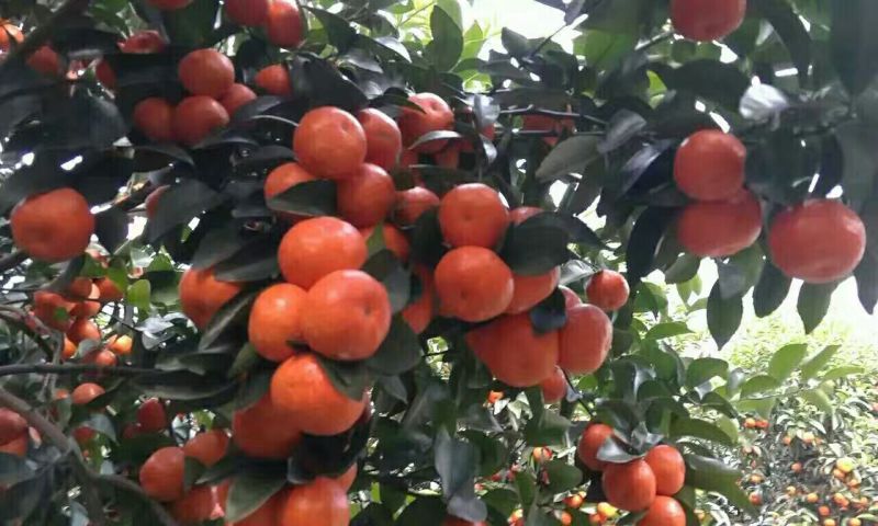 沙糖桔苗50~80cm