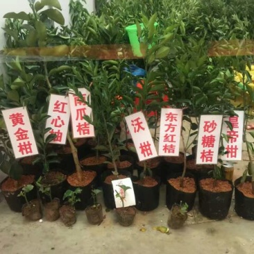 沙糖桔苗50~80cm