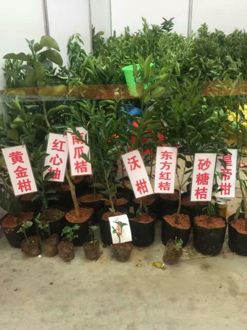 沙糖桔苗50~80cm