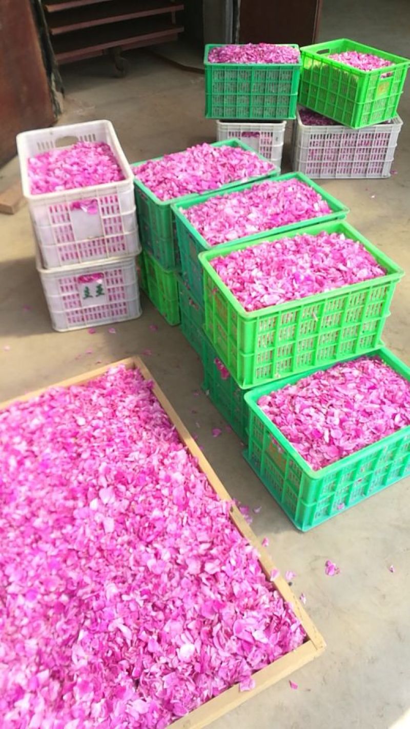 玫瑰花茶玫瑰花瓣