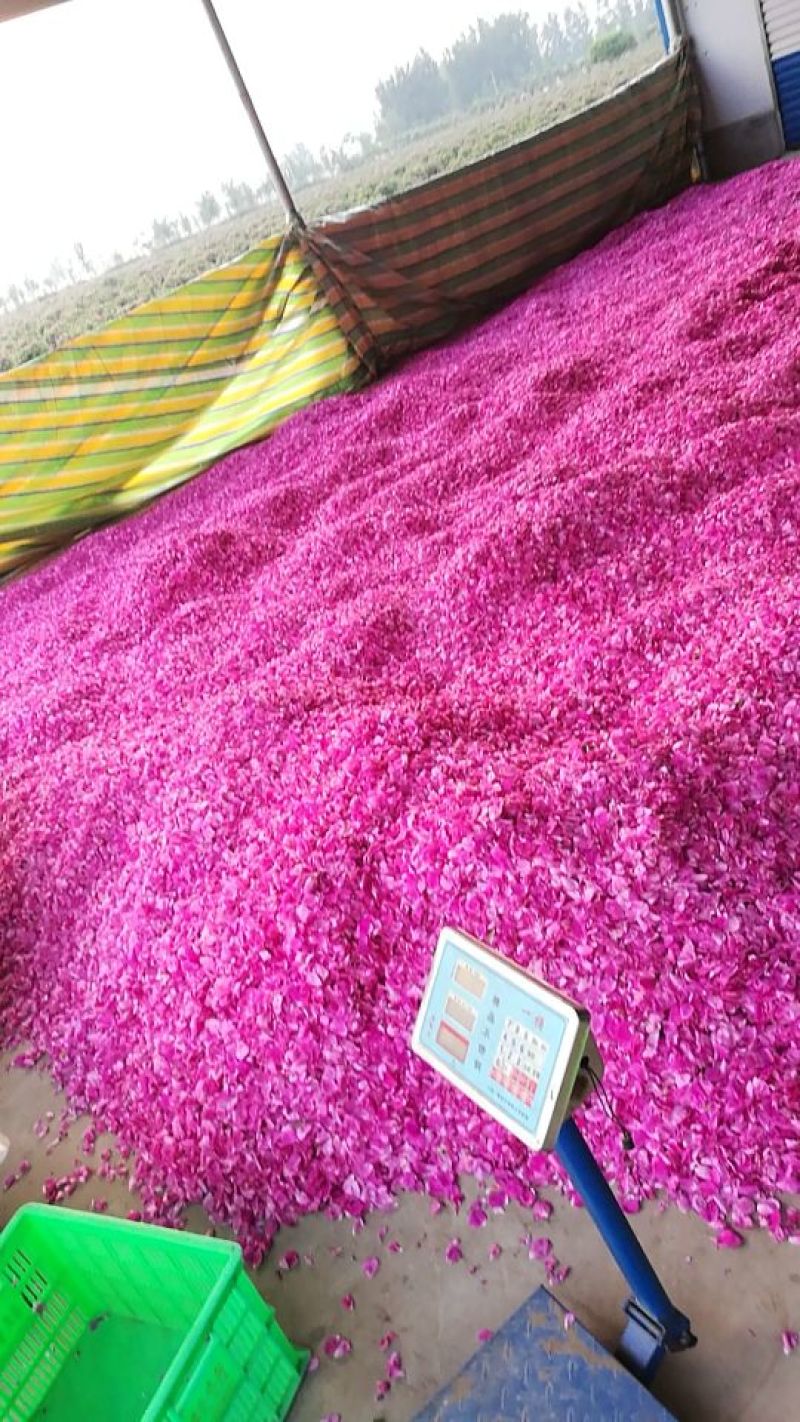 玫瑰花茶玫瑰花瓣