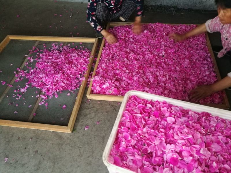 玫瑰花茶玫瑰花瓣
