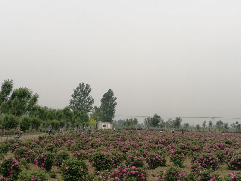玫瑰花茶玫瑰花瓣