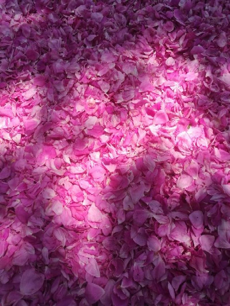 玫瑰花茶玫瑰花瓣