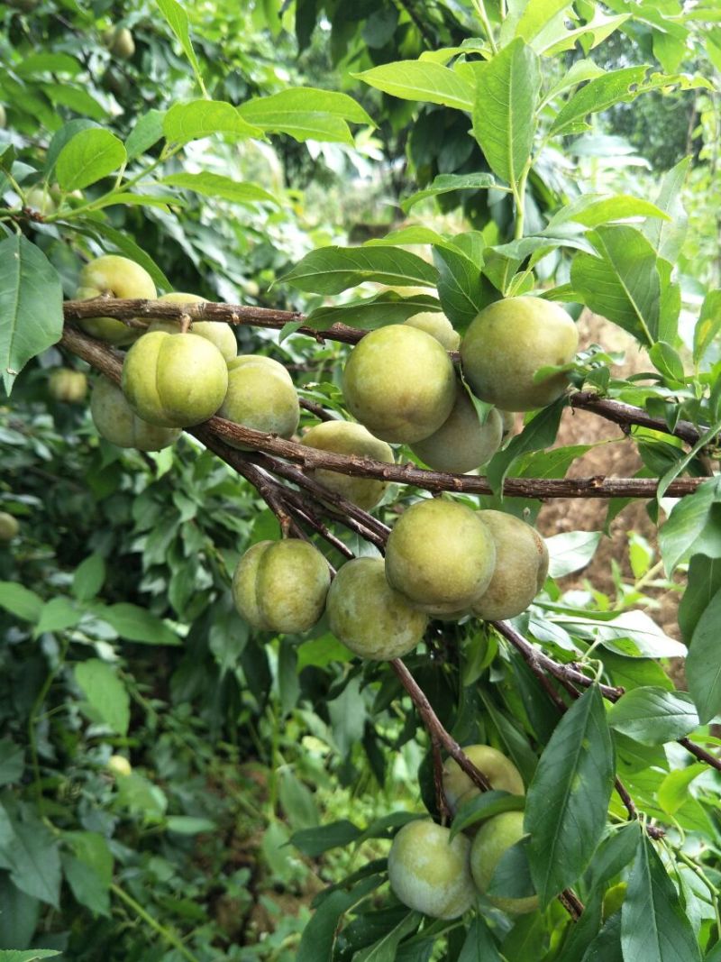 三华李树苗50~100cm