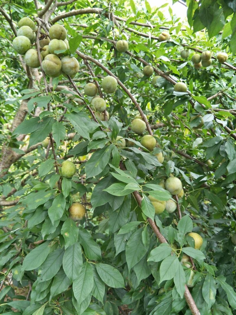 三华李树苗50~100cm