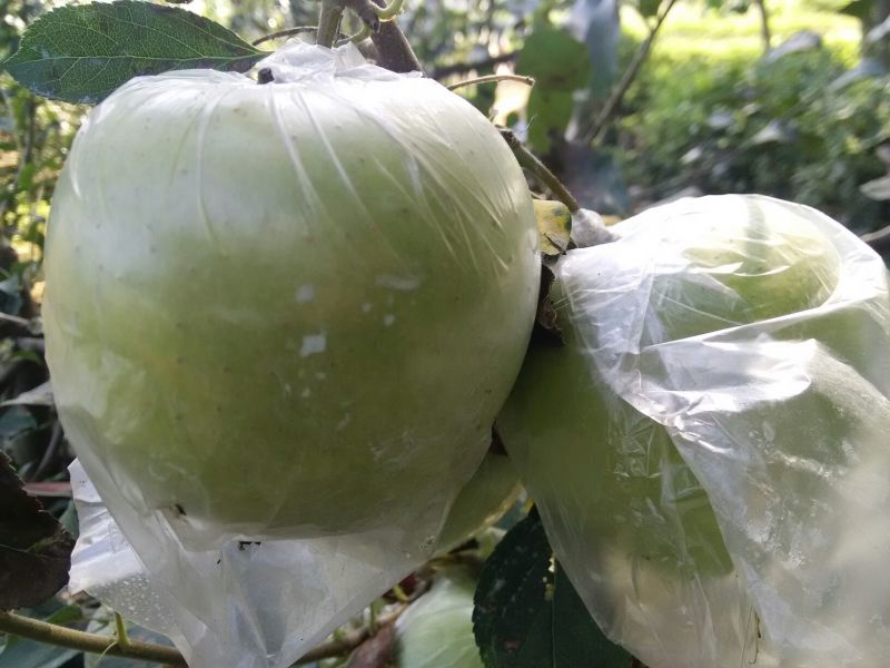 黄元帅苹果膜袋黄金帅产地批发质量好口感好全国发货