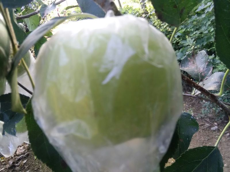 黄元帅苹果膜袋黄金帅产地批发质量好口感好全国发货